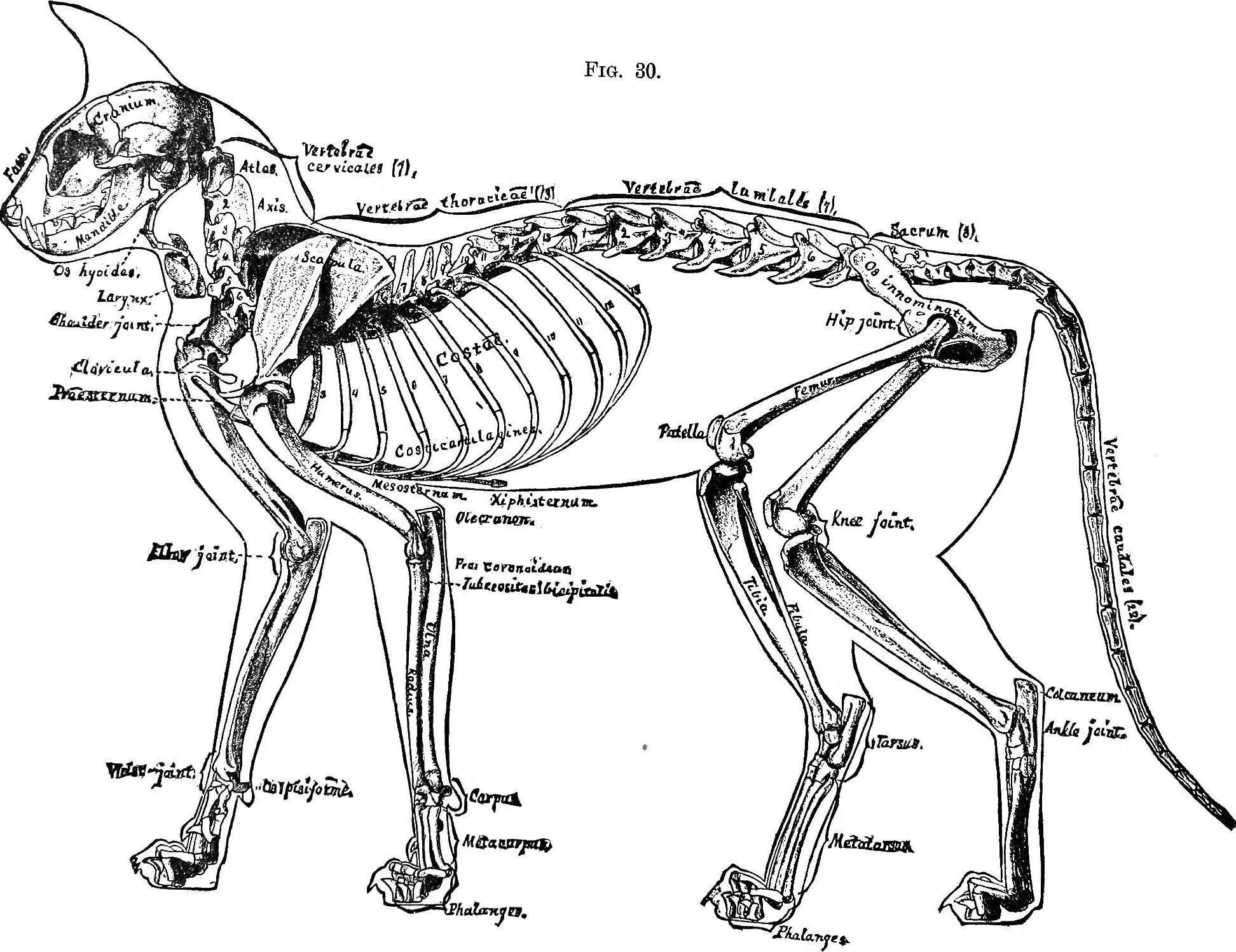 Анатомия кошки Ветеринария кости. Костный скелет кошки. Скелет кота строение спереди. Анатомия кошек Ветеринария скелет.
