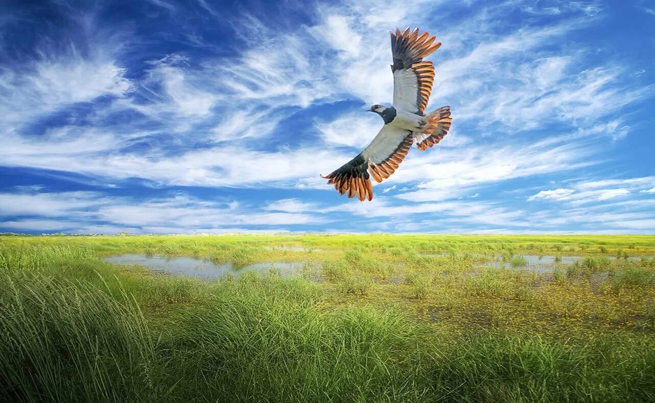 Песня птица взлетает в небо. Птица в полете. Птицы над полем. Птицы в поле. Птицы в небе.