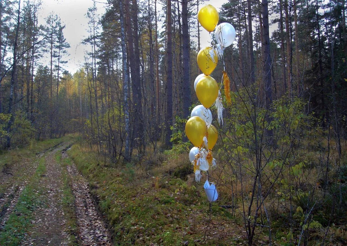 Лес из шаров. Экологические воздушные шары. Шары в лесу. Гелиевые шары в экологии. Воздушный шар и экология.