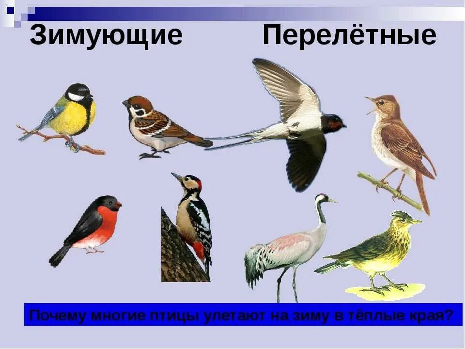 Птицы которые улетают в теплые края зимой. Перелетные и зимующие птицы. перелётные птицы и зимующие птицы. названия перелетных и зимующих птиц. перелетные птицы для дошкольников.