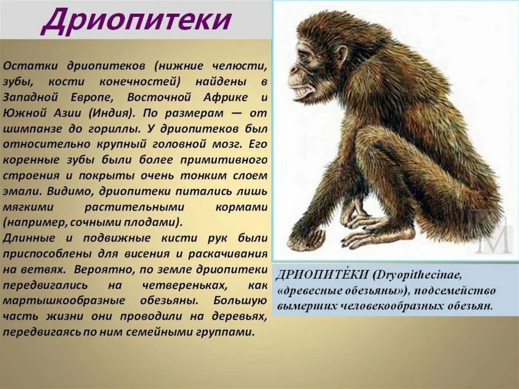 Адаптации приматов к древесному образу
