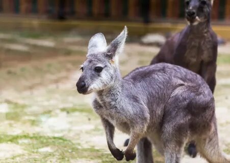 Keeping wild animals as pets
