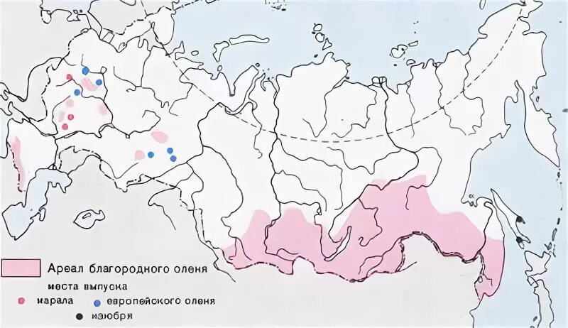 Благородный олень ареал обитания в России. Ареал обитания марала в России на карте. Ареал обитания благородного оленя в России на карте. Ареал благородного оленя в России.