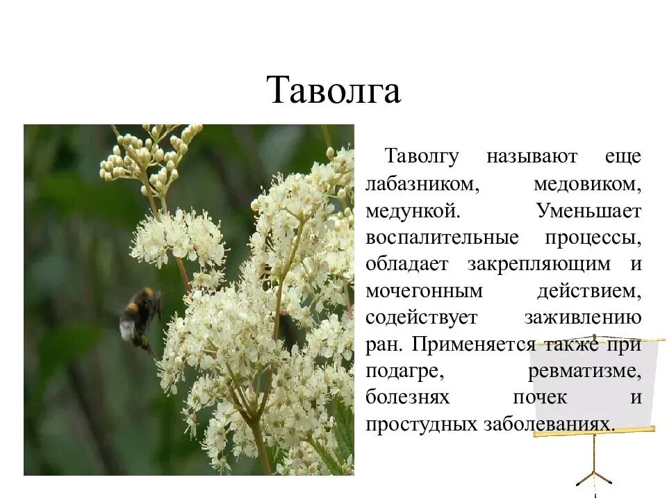 Лабазник свойства и противопоказания. Таволга вязолистная лечебные. Лечебная трава таволга. Таволга лекарственное растение. Лекарственные растения таволга вязолистная.