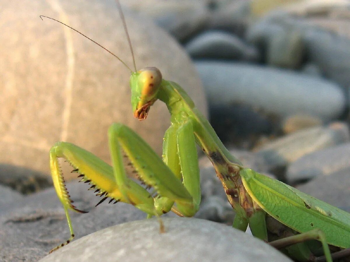 Ухо богомола. Богомолы в анапе. Богомол имаго. Жук богомол. Отряд богомоловые (mantoptera).