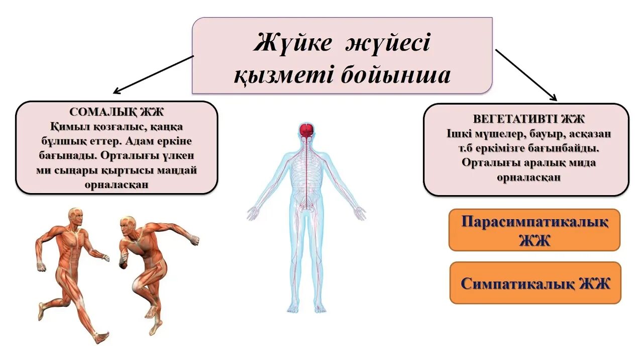 Жүйке жүйесі презентация. Ішкі мүшелер жұмысының жүйкелік реттелуі 7 класс презентация. Жүйке жүйесі дегеніміз не. Жүйке жүйесі перевод.