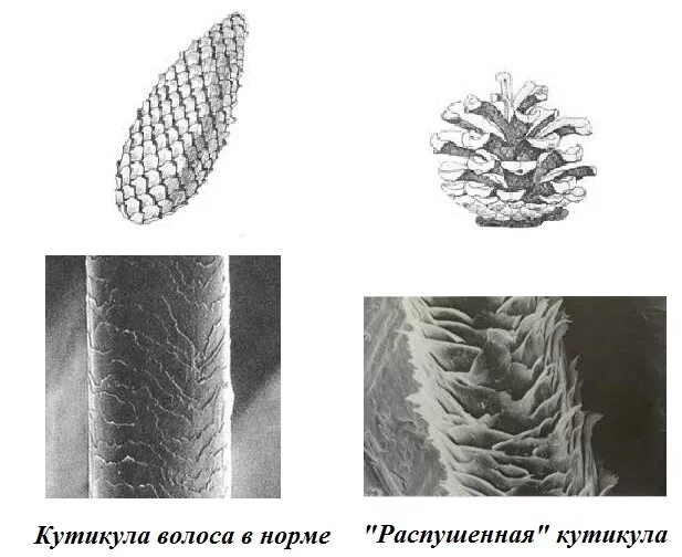 строение волоса слои кутикулы. кутикула волос. структура волоса. кутикула волос. кутикула волоса под микроскопом.