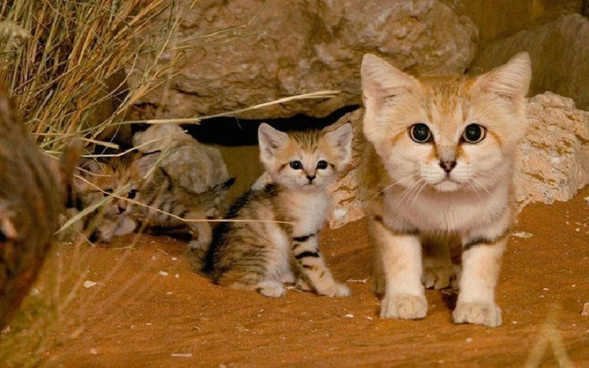 Как выглядел 1 кот. Барханный кот котята. барханная кошка (песчаная кошка). барханный кот гибрид. песчаный или барханный кот.