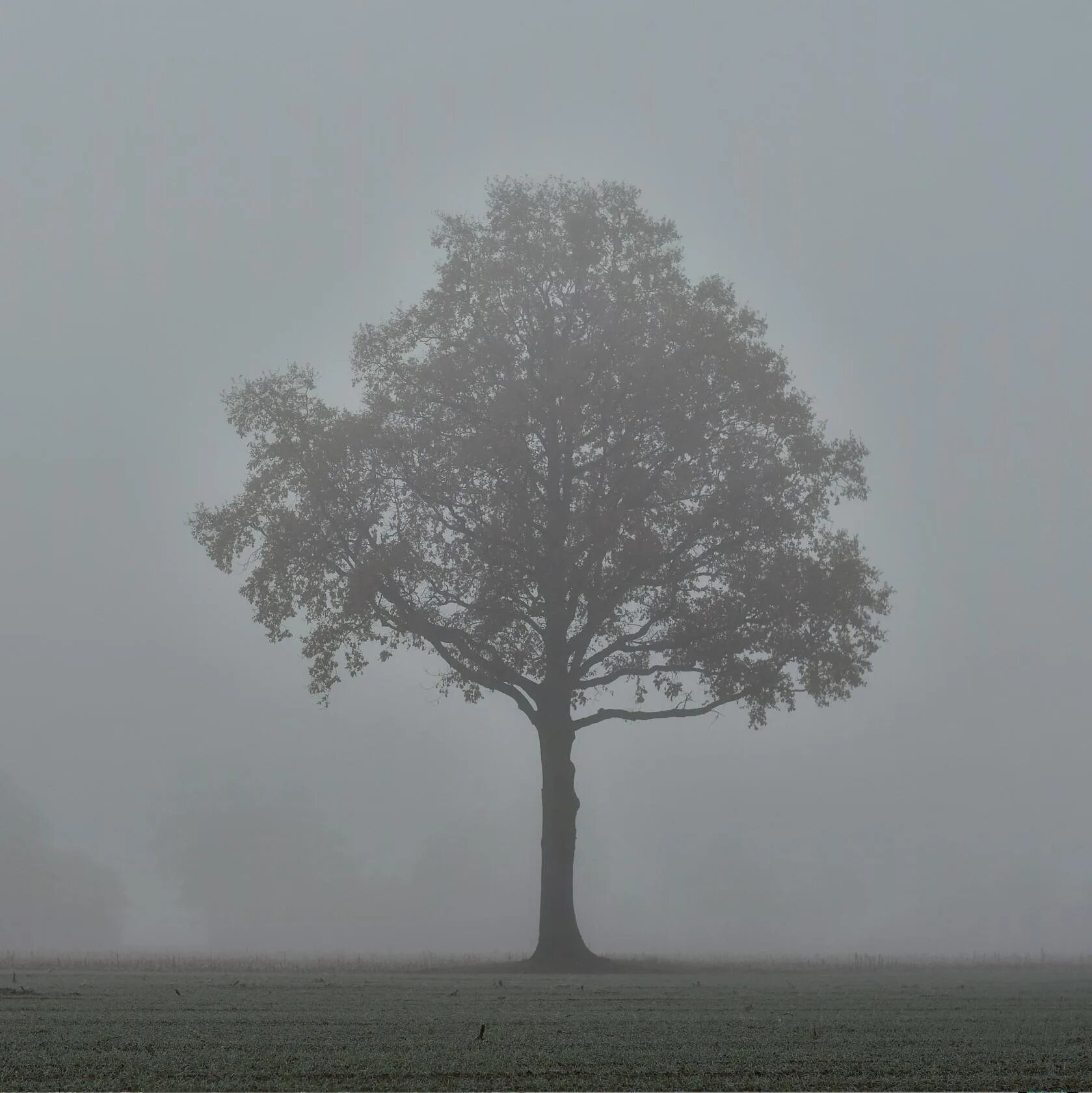 Одинокое дерево на холме. Одинокое дерево. Дубы в лесостепи в россии. Стоящие дерево. Одинокое дерево в поле.