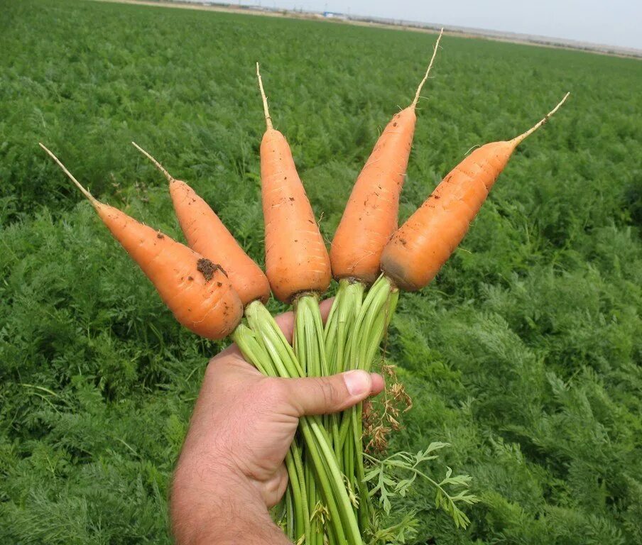 10 килограмм моркови. Морковь Шантенэ ред кор. Морковь Шантане. Морковь Шантанэ поле. Семена лук Шантане.