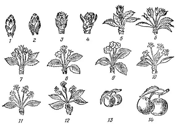 тутовник зеленый. растения которые образуют плоды. фенофаза лещина. семейство розоцветные строение листа. спирея соцветие щиток.