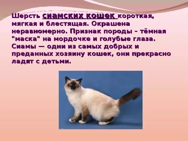 Описание кошки 5 класс русский язык. Проект сиамские кошки. Сиамская кошка краткая информация. Сиамская кошка описание. Опиши сиамскую кошку.