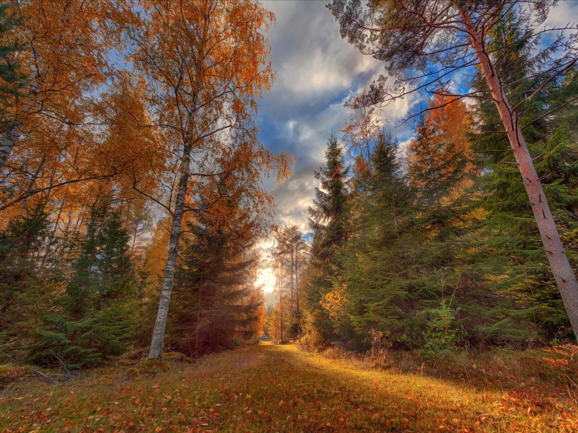 Лес осенью. Осень в лесу. осенний лес. лесной пейзаж.