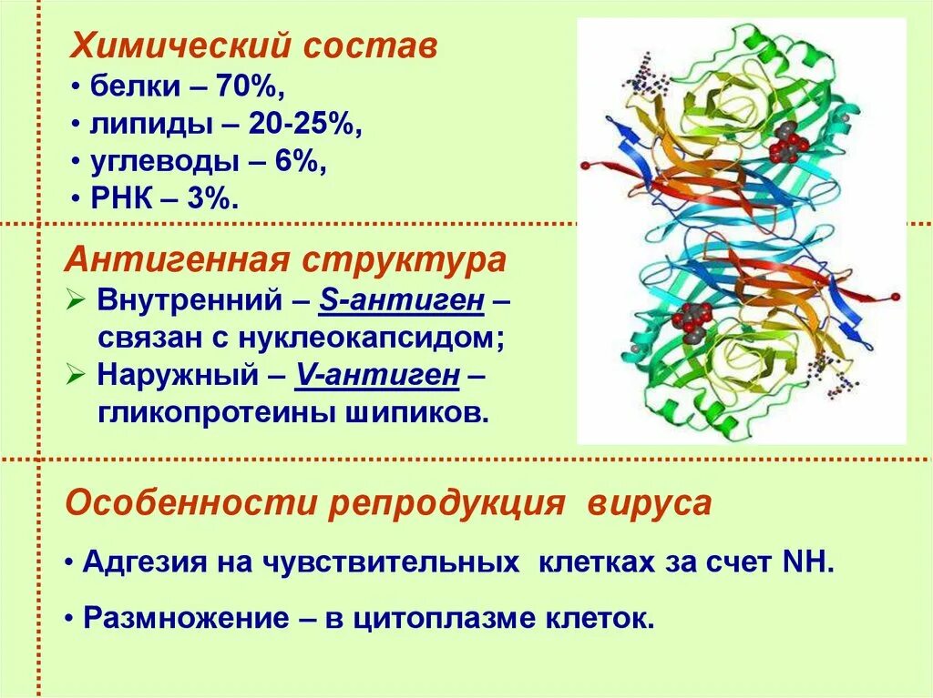 Грипп и парагрипп. Антигенная структура парагриппа. Вирус парагриппа микробиология. Вирус парагриппа строение. Возбудитель парагриппа микробиология.