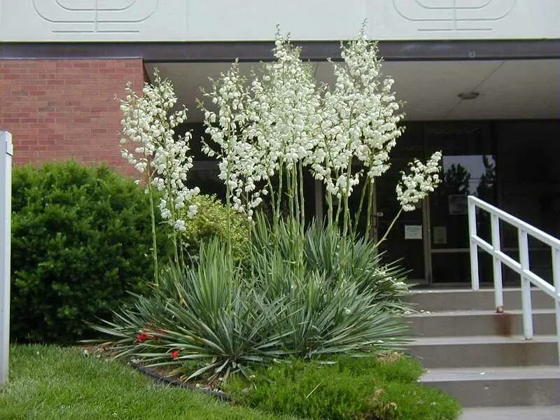 Юкка какую землю. Юкка нитчатая (yucca filamentosa). юкка садовая филаментоза. юкка нитчачатая в клумбе. юкка садовая колокольчатая.