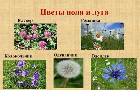 Разные растения луга