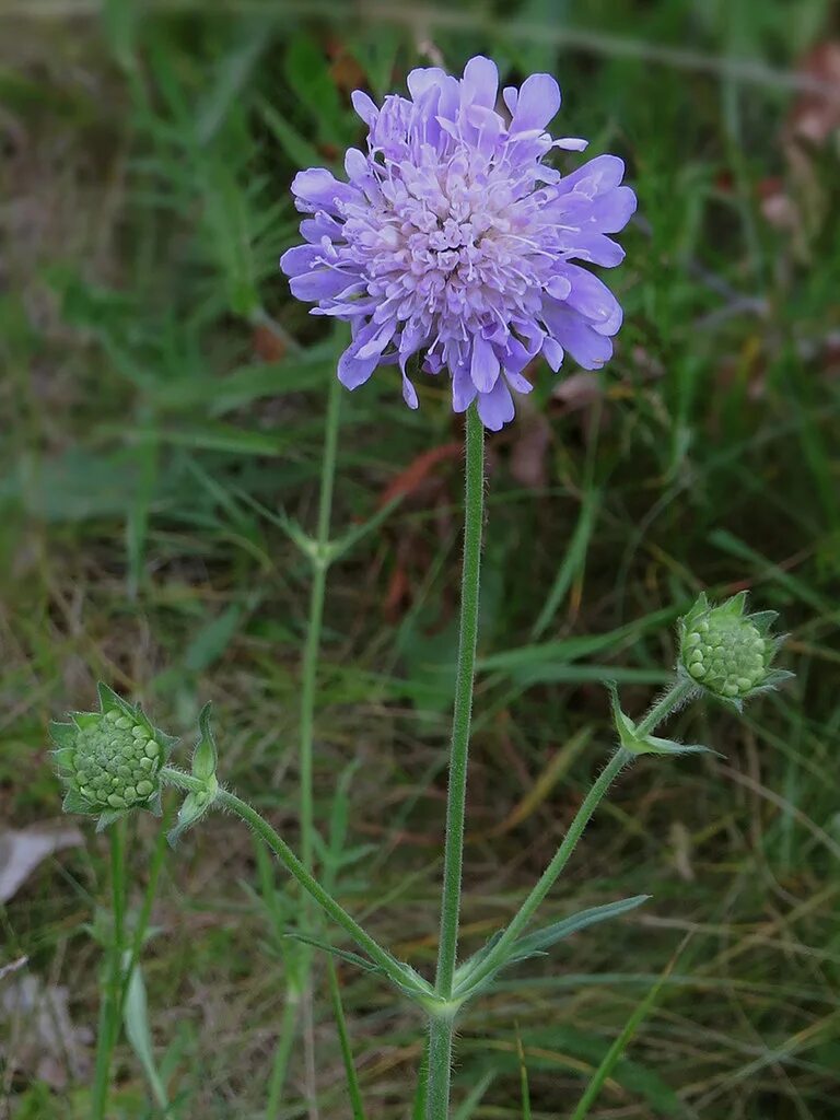 Короставник фото. Короставник полевой. Короставник полевой (Knautia arvensis). Скабиоза (короставник полевой). Короставник обыкновенный.