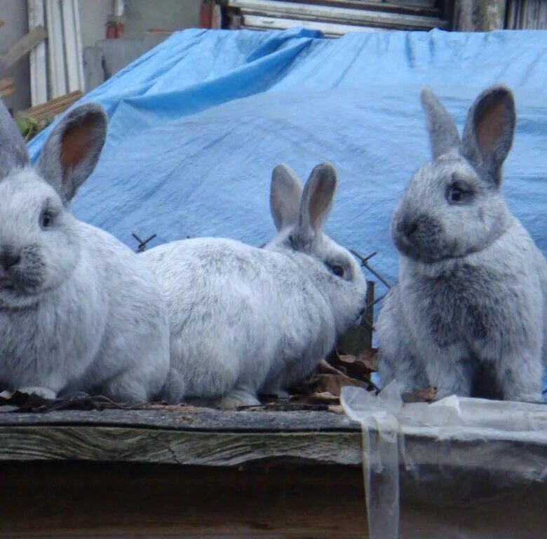Кролики серебро купить. БСС кролики. Кролик светлое серебро. Большое светлое серебро кролики. Кролики породы серебро.