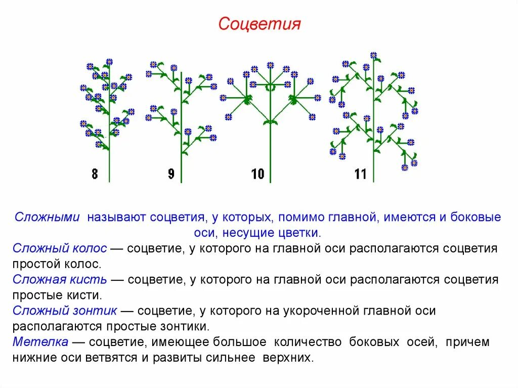 Какой тип соцветия. Соцветия растений. Характеристика соцветия сложная кисть. Характеристика простых и сложных соцветий. Рацемозные соцветия.