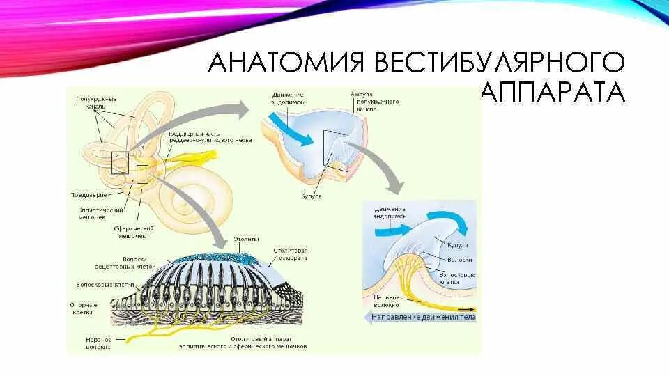 Вестибулярный аппарат это простыми словами. Устройство вестибулярного аппарата. Отолитовая часть вестибулярного аппарата. Исследование функции вестибулярного анализатора. Мешочки вестибулярного анализатора.