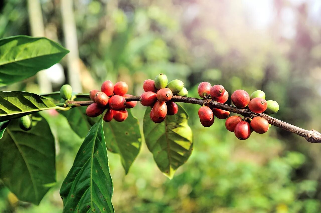 Кофейные плоды. Coffea Arabica цветок. Кофейное дерево (Coffea). Coffea Arabica дерево. Кофейные деревья Арабика и Робуста.