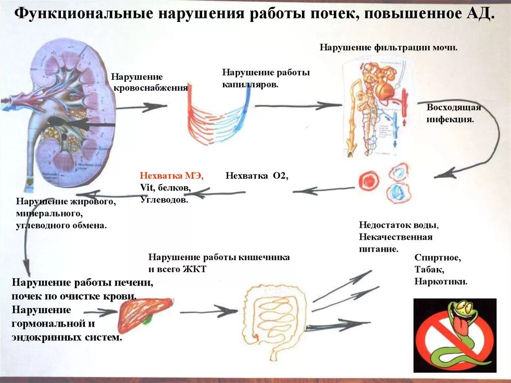 Почему плохие почки