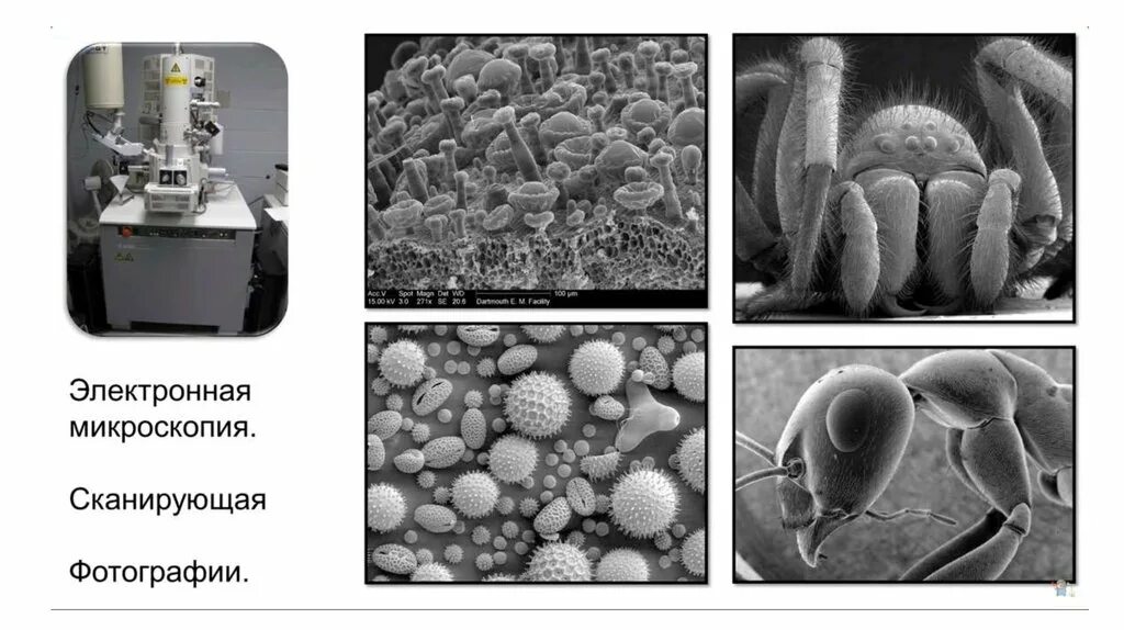 Basic electron microscope! Electron microscope, Scanning electron microscope ima