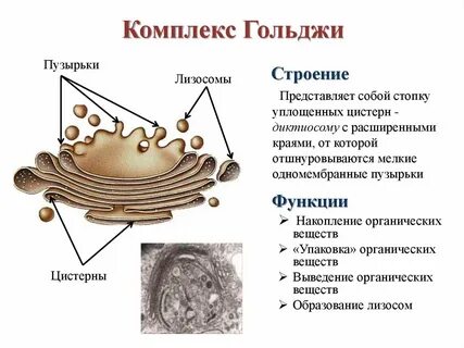 комплекс гольджи это: 2 тыс изображений найдено в Яндекс Картинках