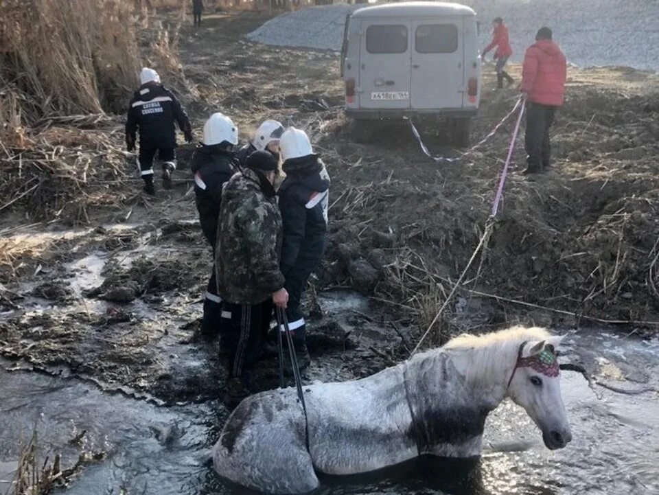 Утонули лошади