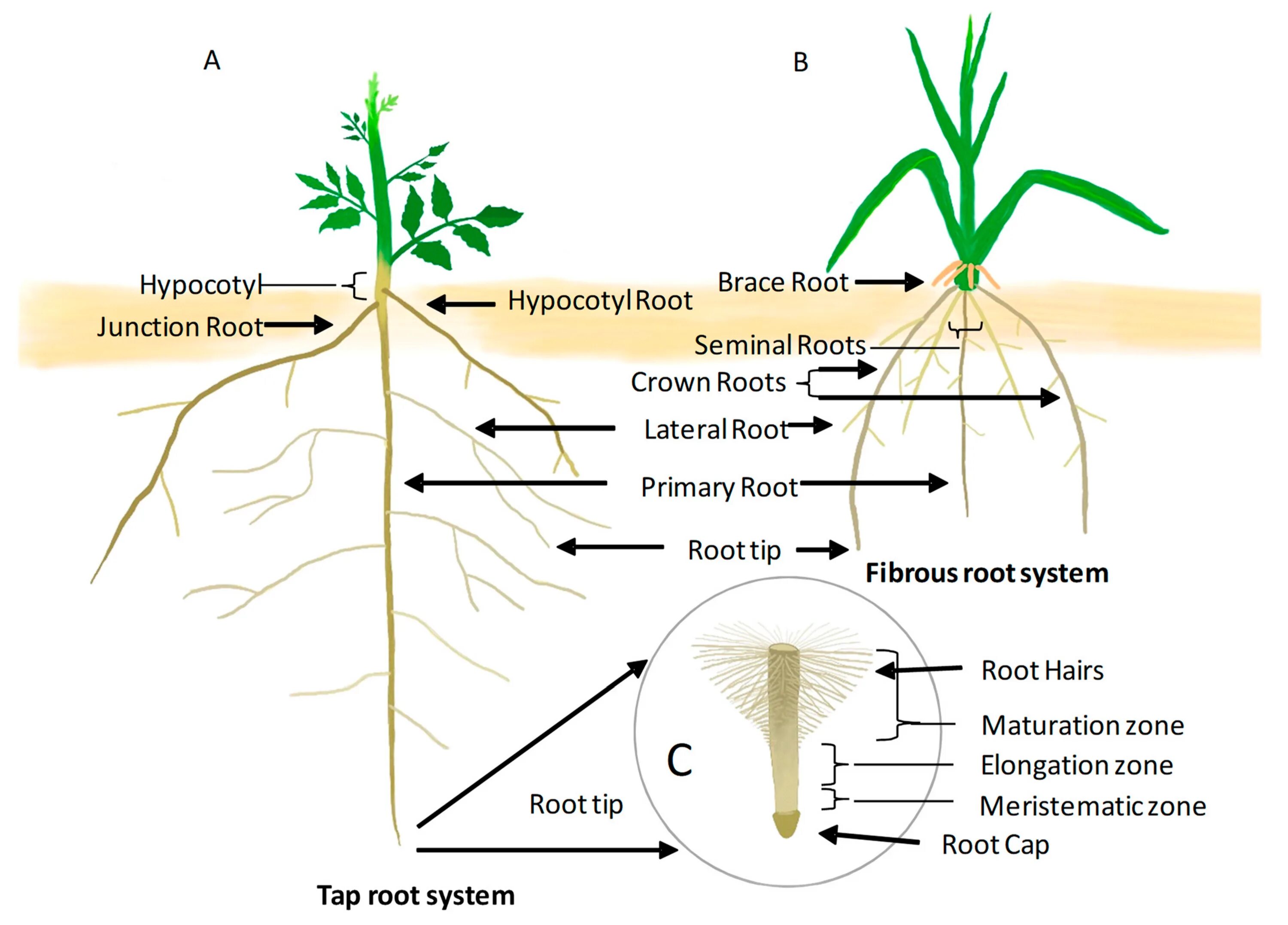 Root System. Tap root System. Корневая система цветка. Root вся система.