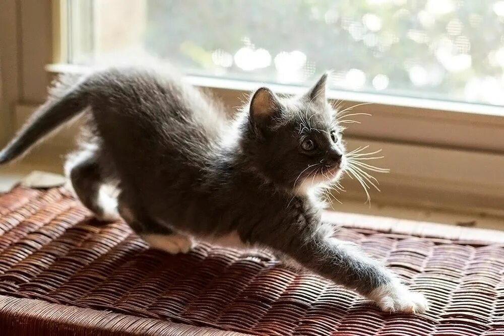 Котенок стоит