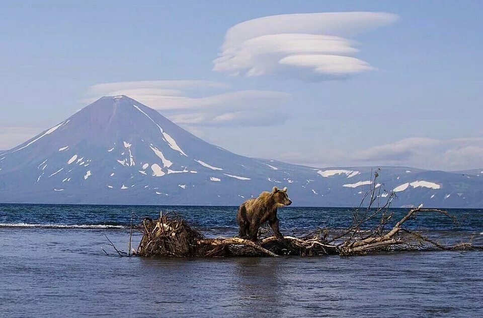 Кетов камчатка. Медвежья падь камчатка. медвежий край камчатка. камчатка медвежий остров японское море. мрс камчатка.
