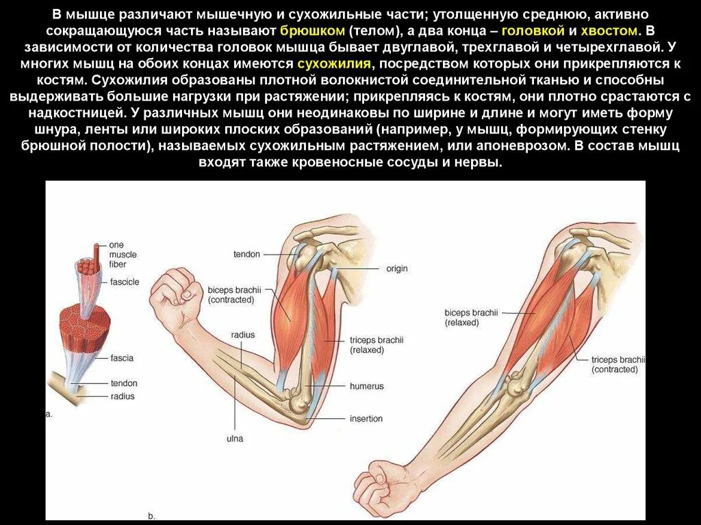 Мускул или мускулов. Мышечно-сухожильная часть. Части мышцы. Активная часть мышцы. Активное сокращающаяся часть мышцы это.