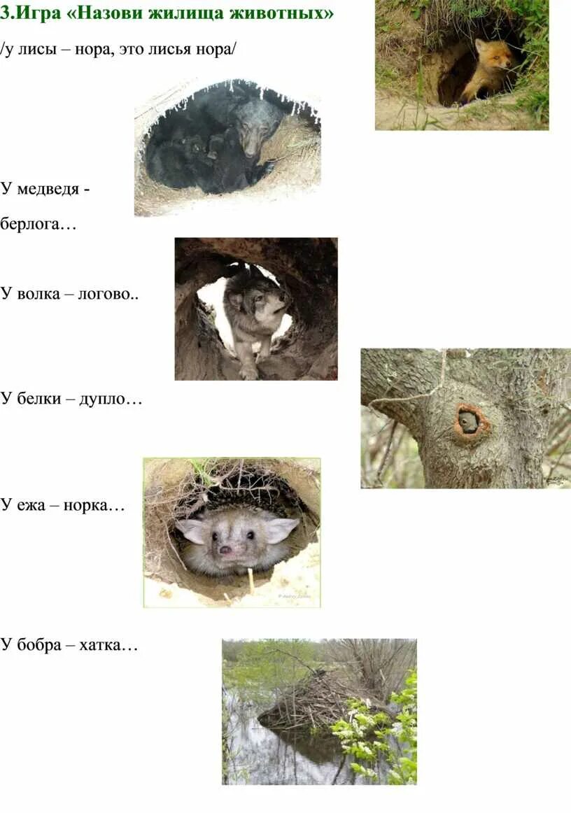 Загадка я-жилище для зверька. Норы сурков. Животные утепляют жилища картинки для детей. Я жилище для зверька. Какие жилища животных вы знаете.