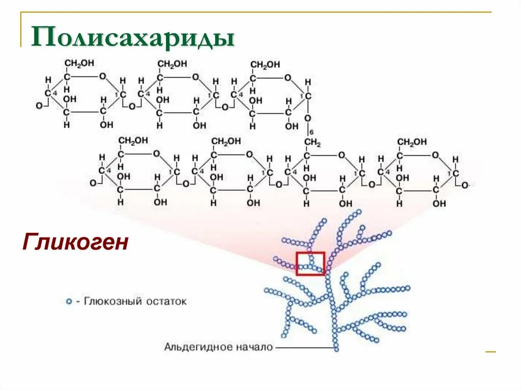 Гликоген содержится в продуктах. Строение гликогена биохимия. формула полисахарида в химии. структура крахмала и гликогена. структурная формула гликогена биохимия.