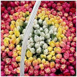 Ara mix
