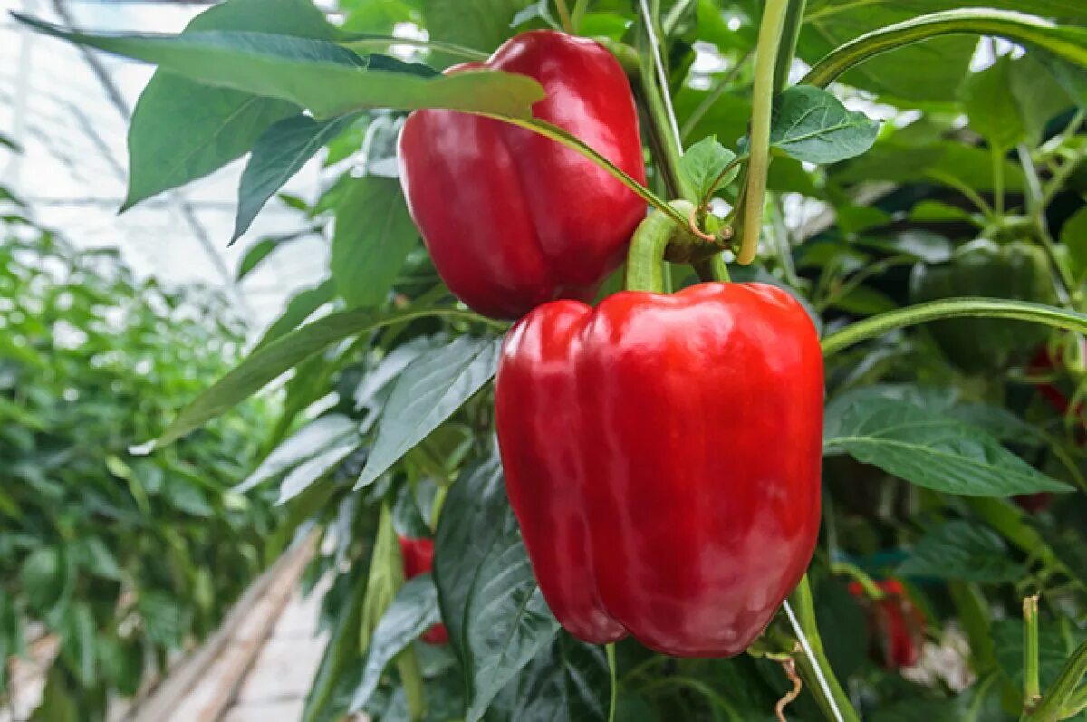 Индетерминантные сорта перца. Перца capsicum annuum. Сладкий перец в теплице. Болгарский перец в теплице. Перец халиф саката.