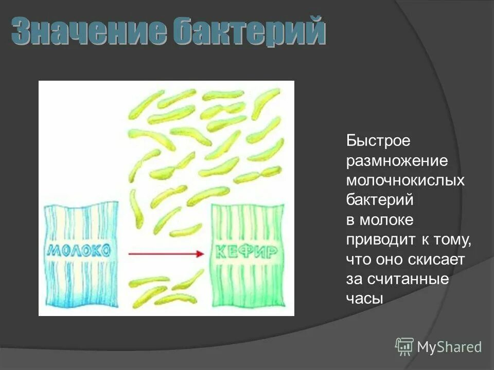 График роста бактериальной популяции. Кривая гибели микроорганизмов. График скорости размножения молочнокислых бактерий. Проанализируйте график скорости размножения молочнокислых бактерий. Проанализировать график изменения влажности.