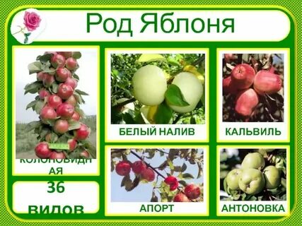 Яблоня трава
