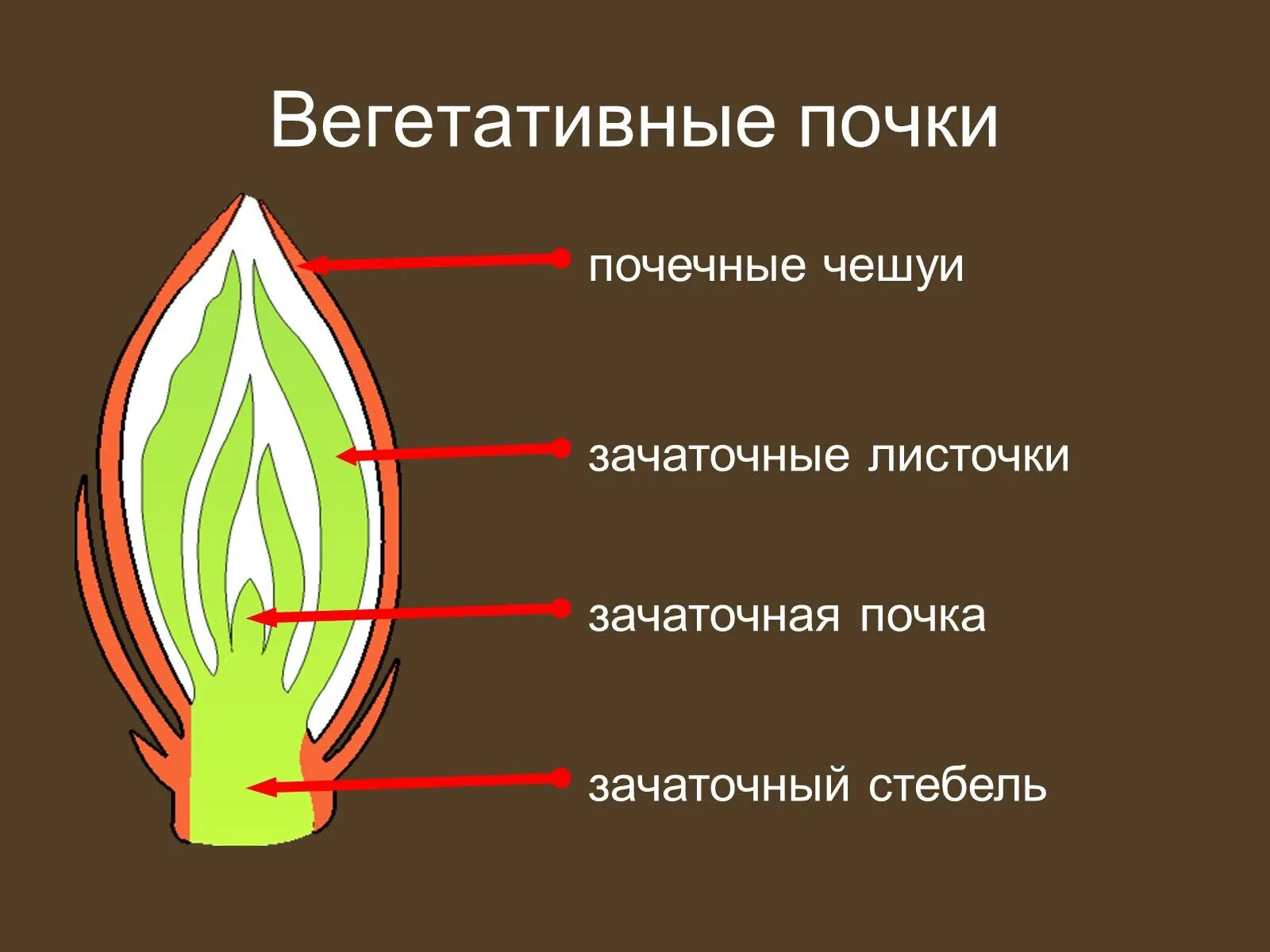 Изображение генеративной почки. Строение генеративной почки, вегетативной почки; строение побега.. Строение вегетативной листовой почки. Строение почки,почечная чешуя. Вегетативная почка и зачаточный побег.