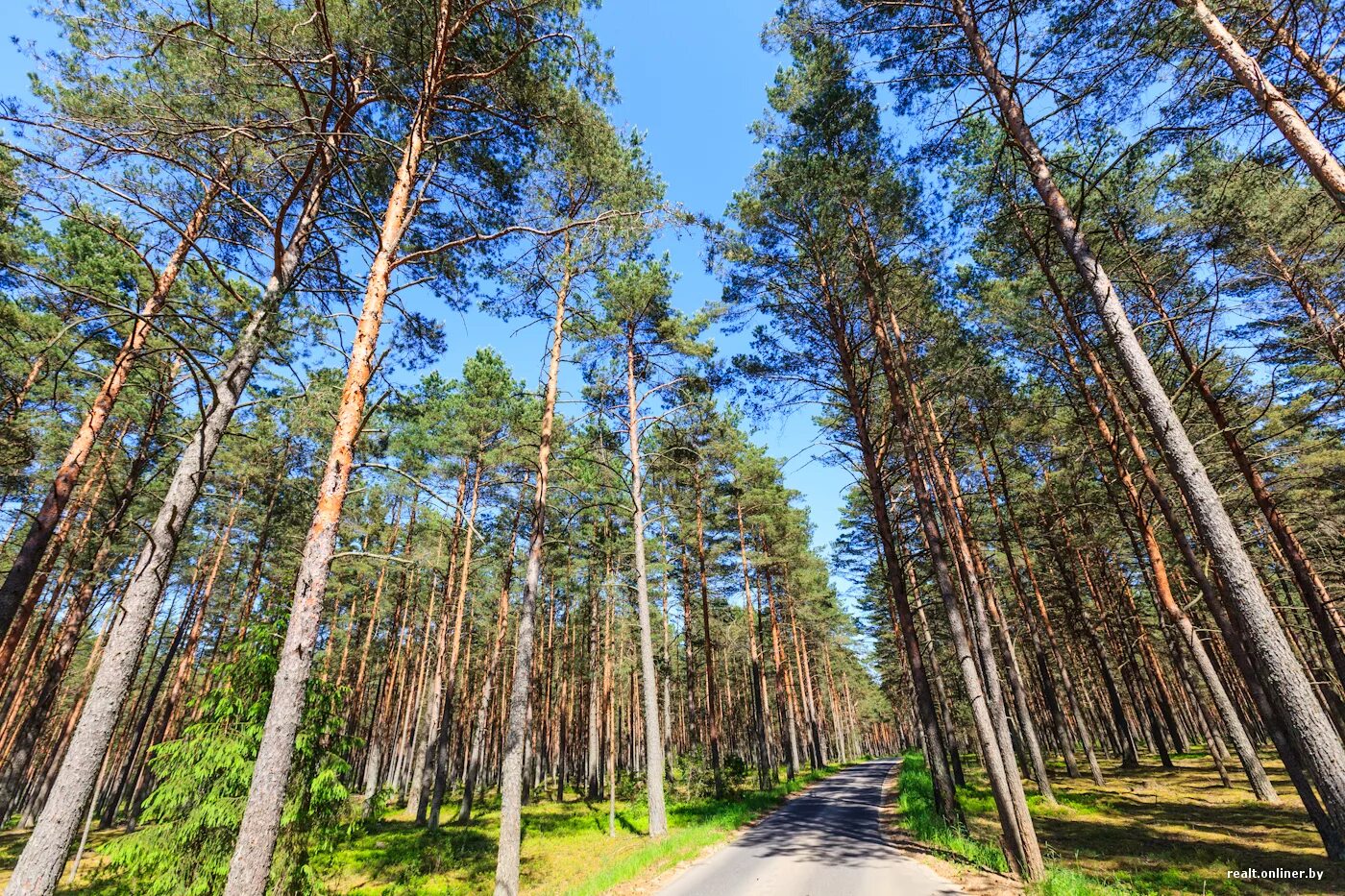 какие леса в беларуси. белоруссия природа на лесу. белоруссия лесной массив. какие леса в беларуси. какие леса в беларуси.