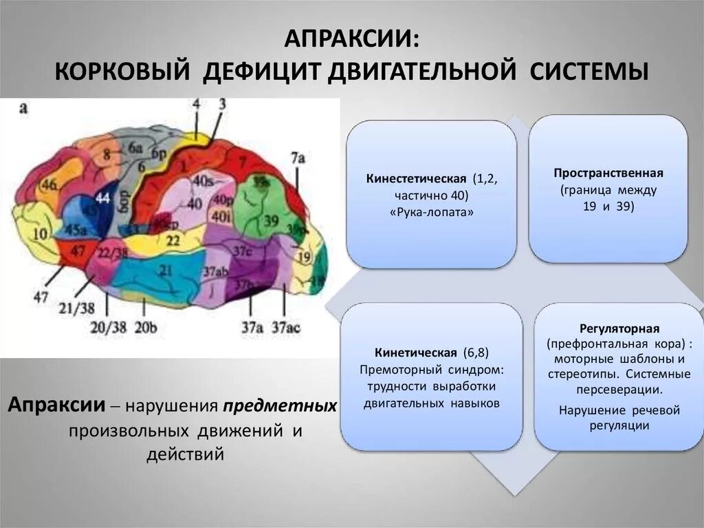 Апраксия. Апраксия зона мозга. Локализация поражений при апраксии. Апраксия локализация в мозге.