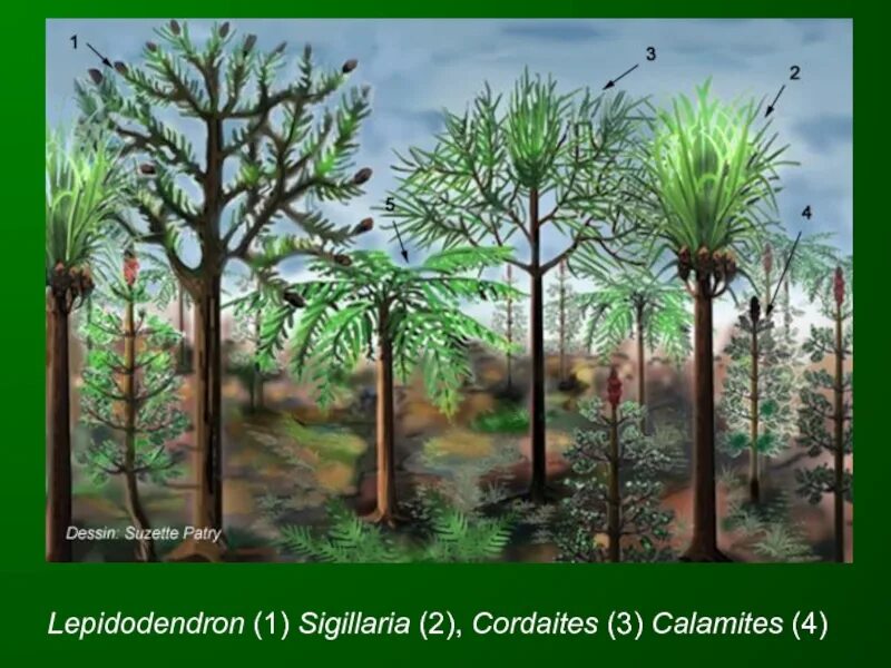 Вымершие плауновидные. Каменноугольный период сигиллярия. Лепидодендрон Эра. Кордаита и Каламит. Лепидодендроны палеозойской эры.
