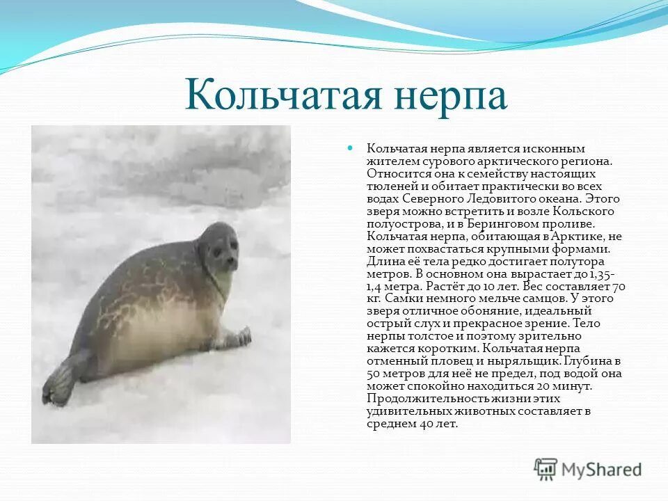 Сообщение о животном арктики