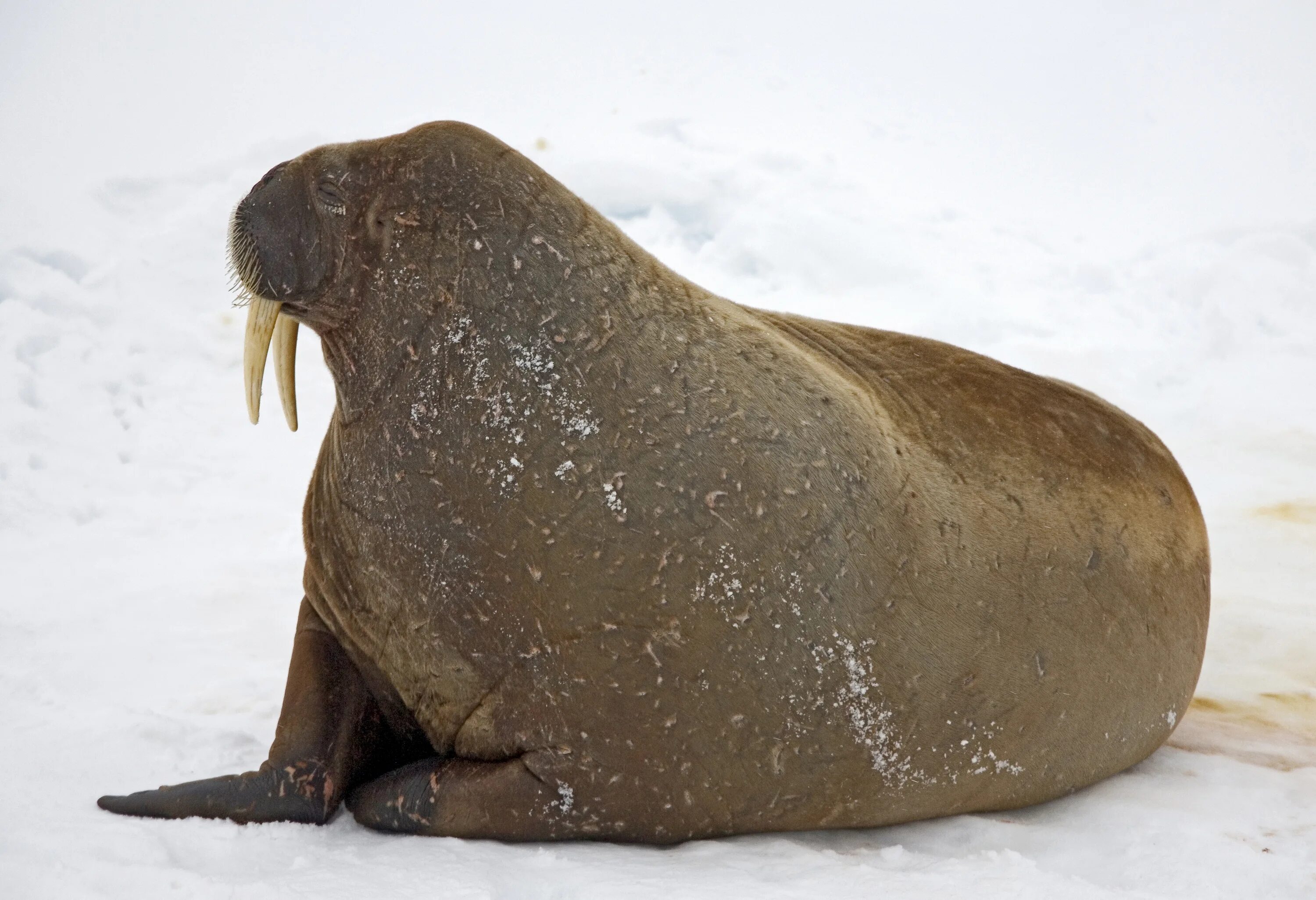 Морж в Арктике. Odobenus rosmarus. Odobenus rosmarus rosmarus. Морские млекопитающие морж.