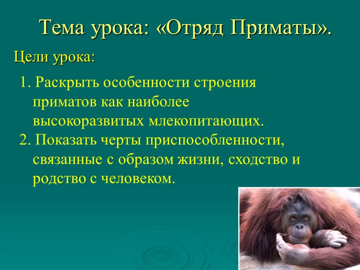 Биология 7 класс млекопитающие приматы. Презентация по биологии 7 класс приматы. Отряд приматы биология 7 класс. Отряд млекопитающих приматы 7 класс. Человек относится к классу приматов