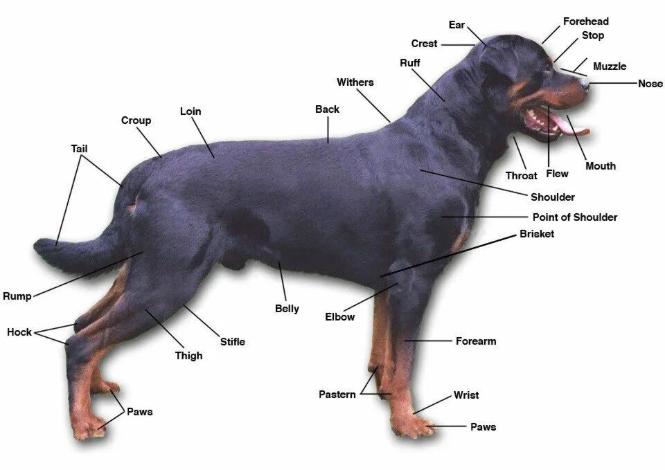 Место собаки 6. Ротвейлер стандарт породы. Анатомия ротвейлера. Ротвейлер стандарт породы FCI. Анатомия собаки ротвейлера.