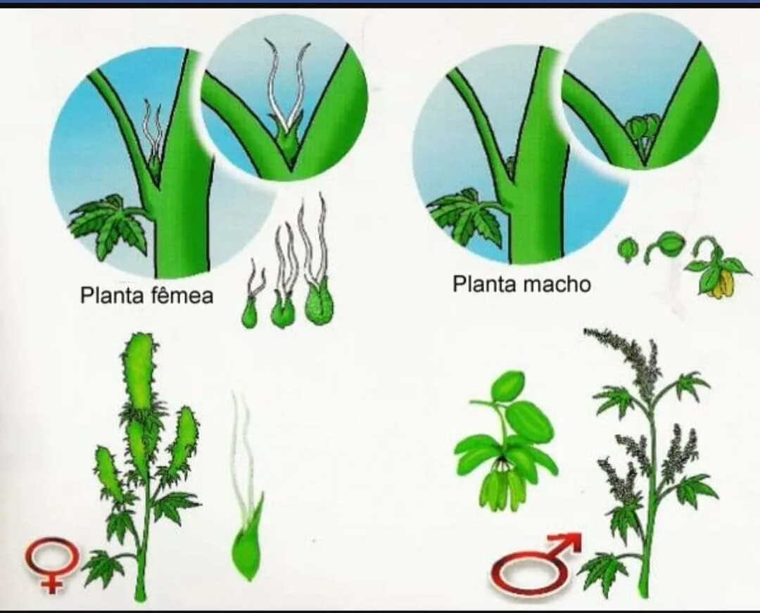 Женские и мужские растения марихуаны. Мужское растение конопли. Женское растение конопли. Мужские и женские растения канаюиса. Как отличить растения