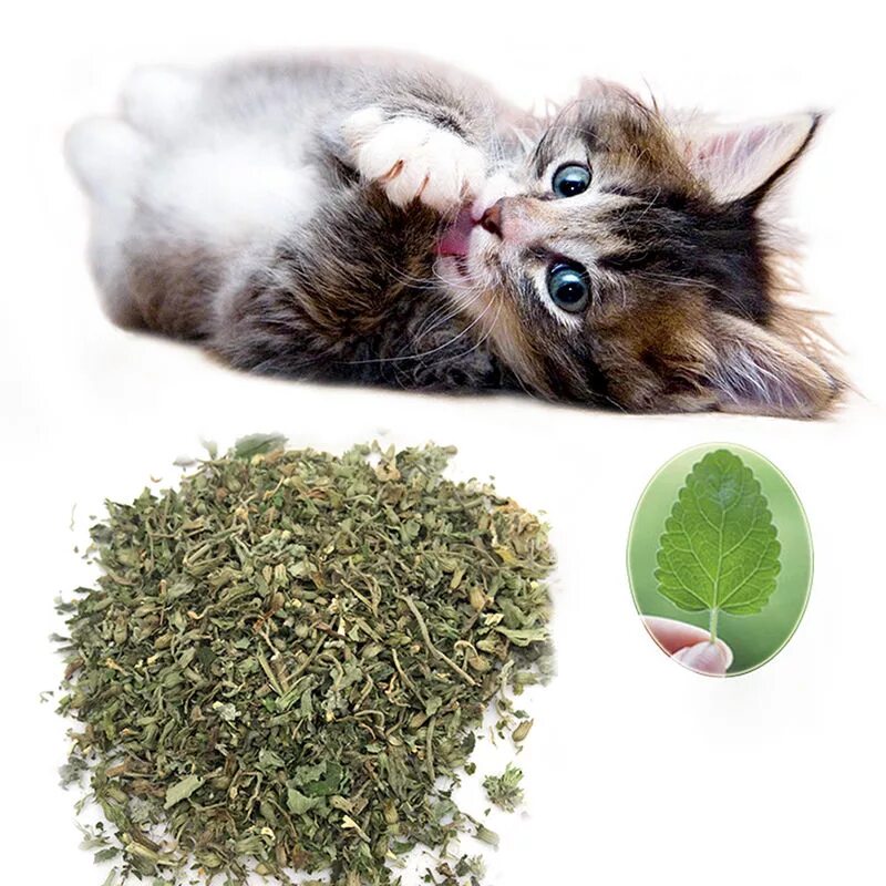 Какую траву можно давать кошкам