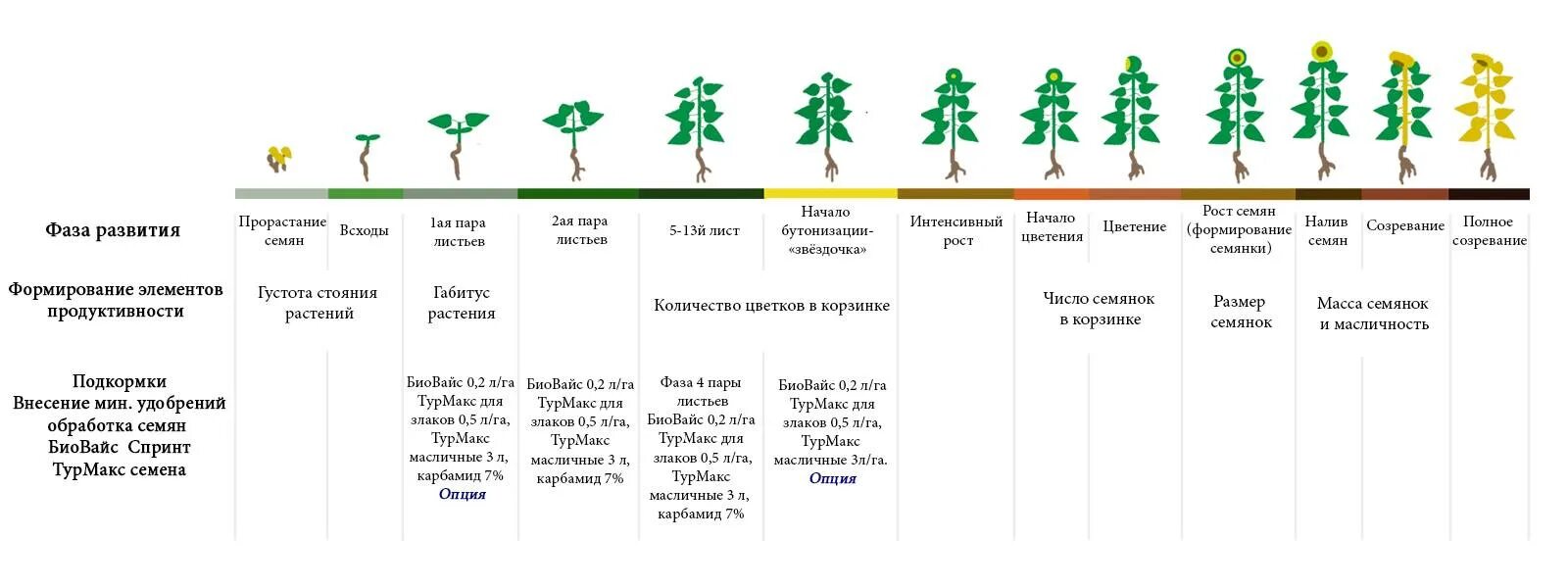 Зрелость время наблюдать. Фазы развития подсолнечника. Фазы подсолнечника таблица. Фазы вегетации подсолнечника. Фазы развития подсолнечника таблица.